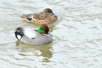 Falcated Duck 北海道 Unknown Date