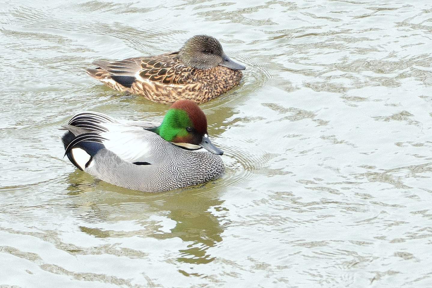 Photo of Falcated Duck at 北海道 by Markee Norman