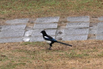 Eurasian Magpie 天拝山歴史自然公園 Sun, 1/21/2024