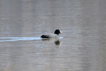 オオバン 水主池公園(名古屋市緑区) 2018年2月26日(月)