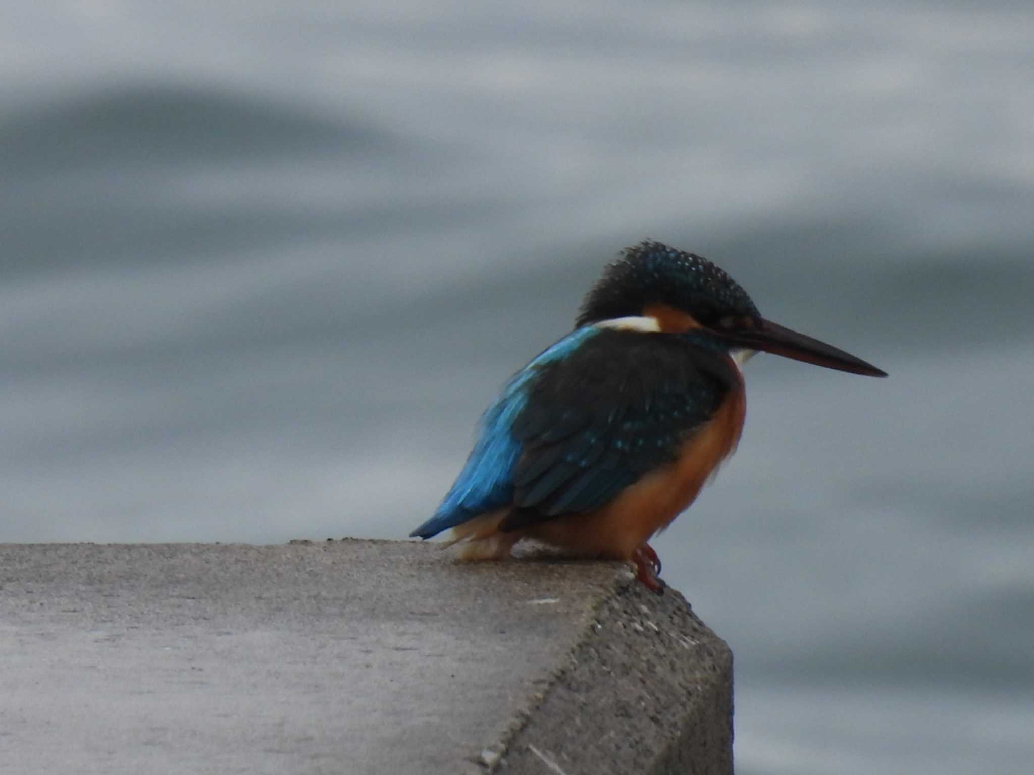 Photo of Common Kingfisher at 横須賀 by カズー