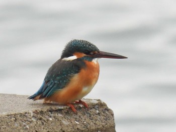 Sun, 1/21/2024 Birding report at 横須賀