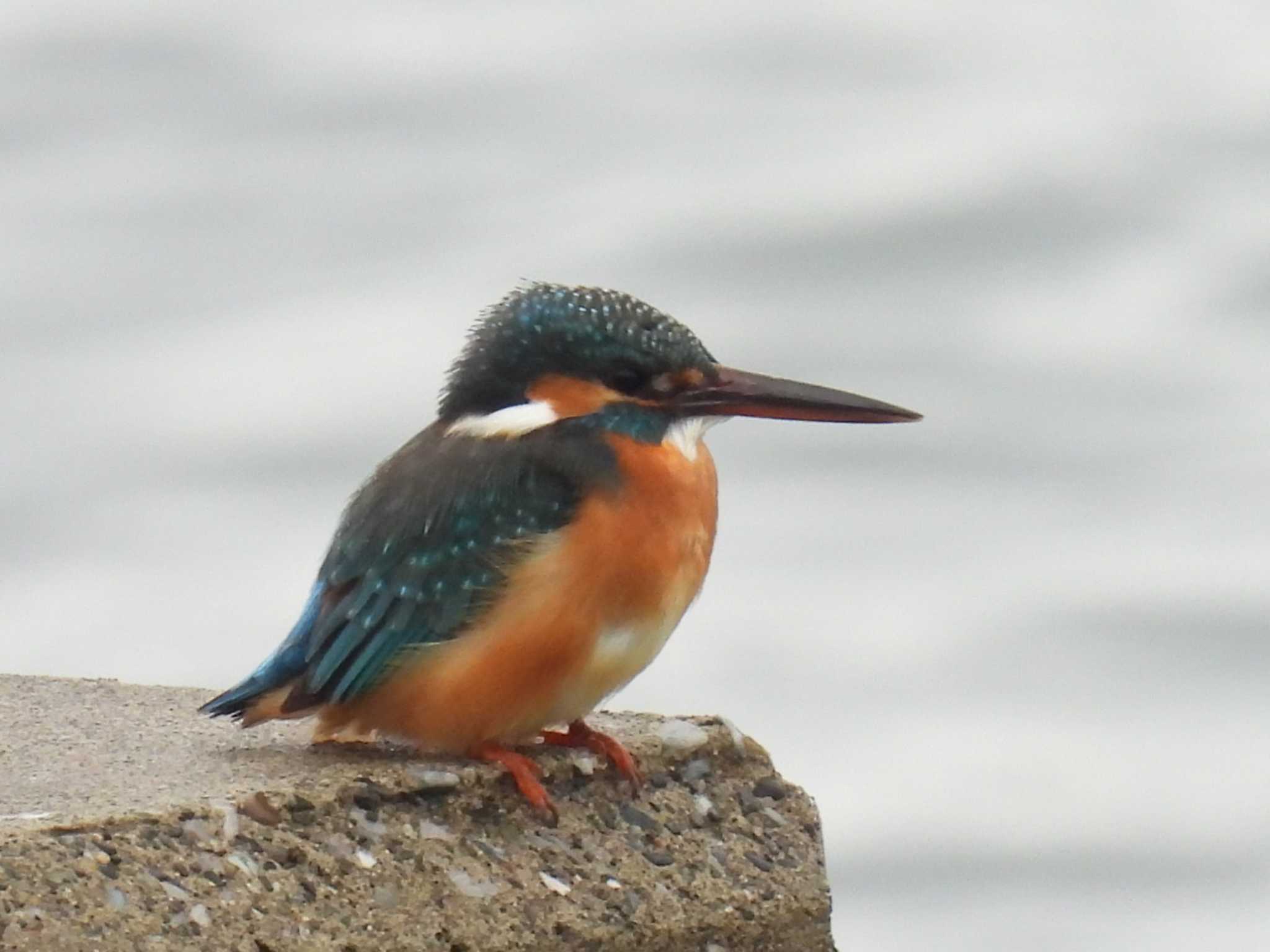 Common Kingfisher