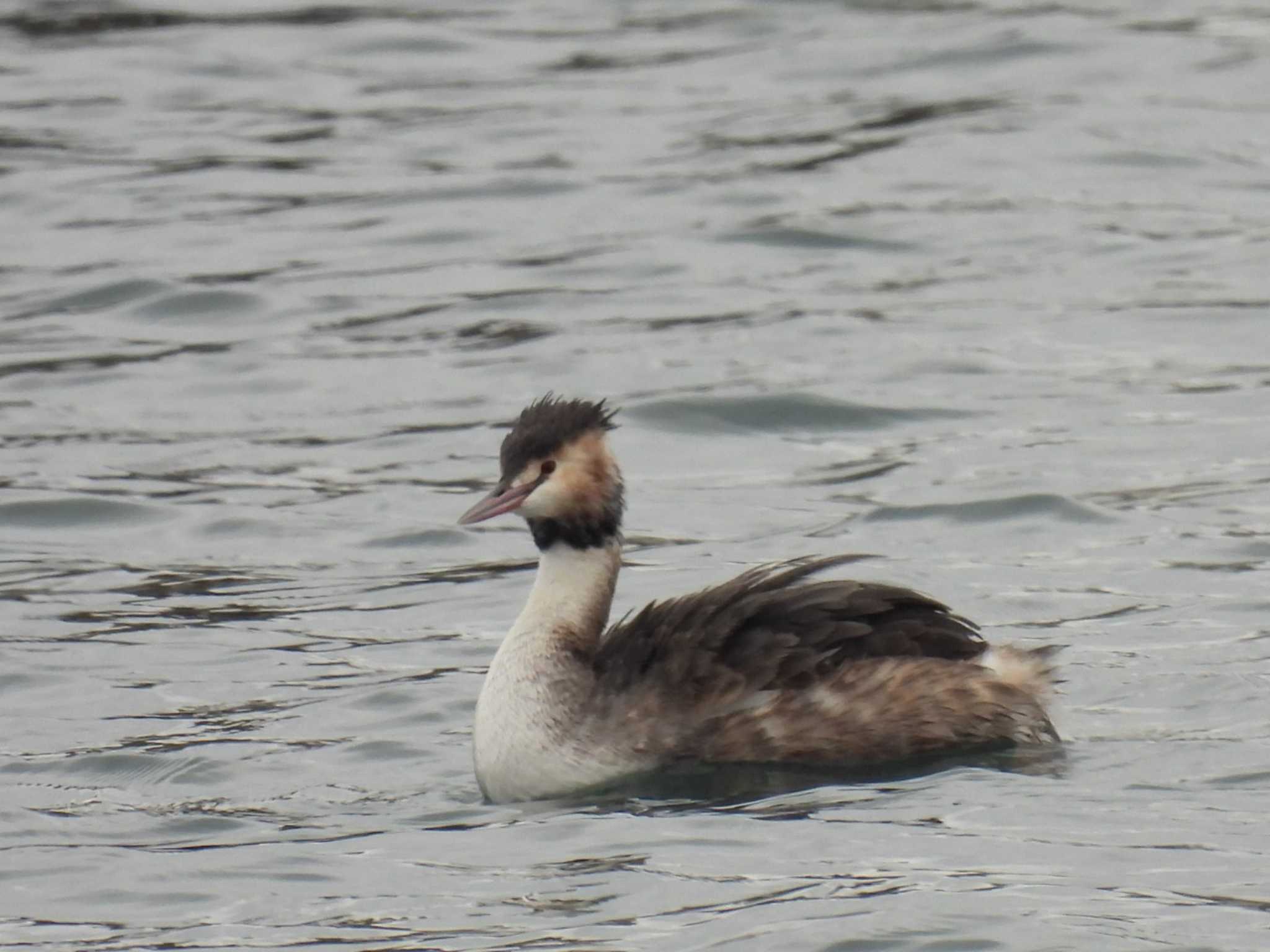 Photo of Great Crested Grebe at 横須賀 by カズー