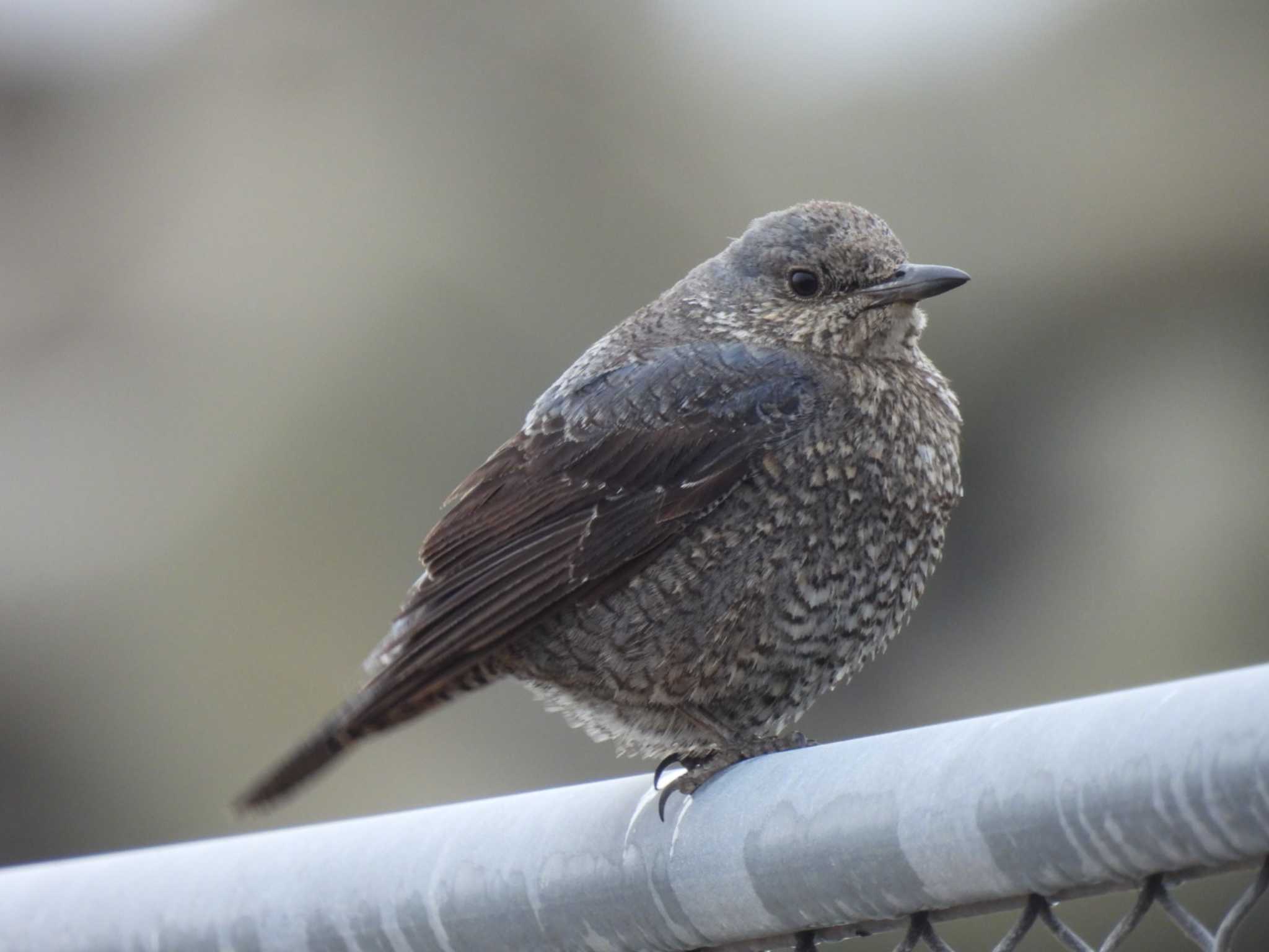 Photo of Blue Rock Thrush at 横須賀 by カズー