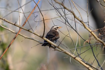 Dusky Thrush 水主池公園(名古屋市緑区) Mon, 2/26/2018