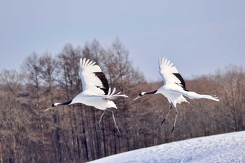 タンチョウ 鶴見台 2024年1月18日(木)