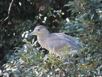 Black-crowned Night Heron 仙台堀川公園(江東区) Fri, 1/19/2024