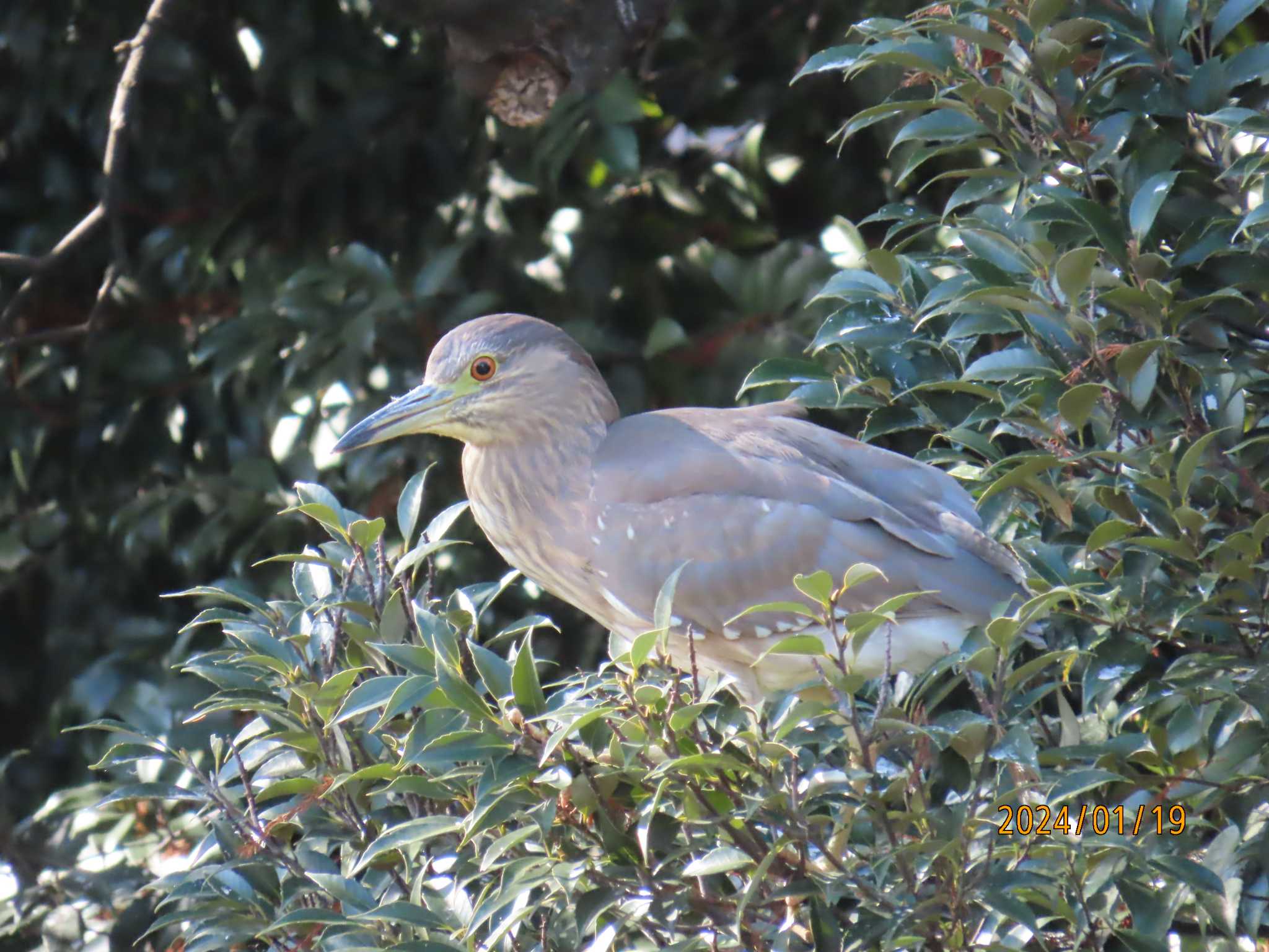 Photo of Black-crowned Night Heron at 仙台堀川公園(江東区) by チョコレート