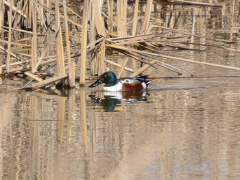 Northern Shoveler 水主池公園(名古屋市緑区) Mon, 2/26/2018