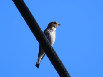 Grey-streaked Flycatcher 函館市 Mon, 10/9/2023