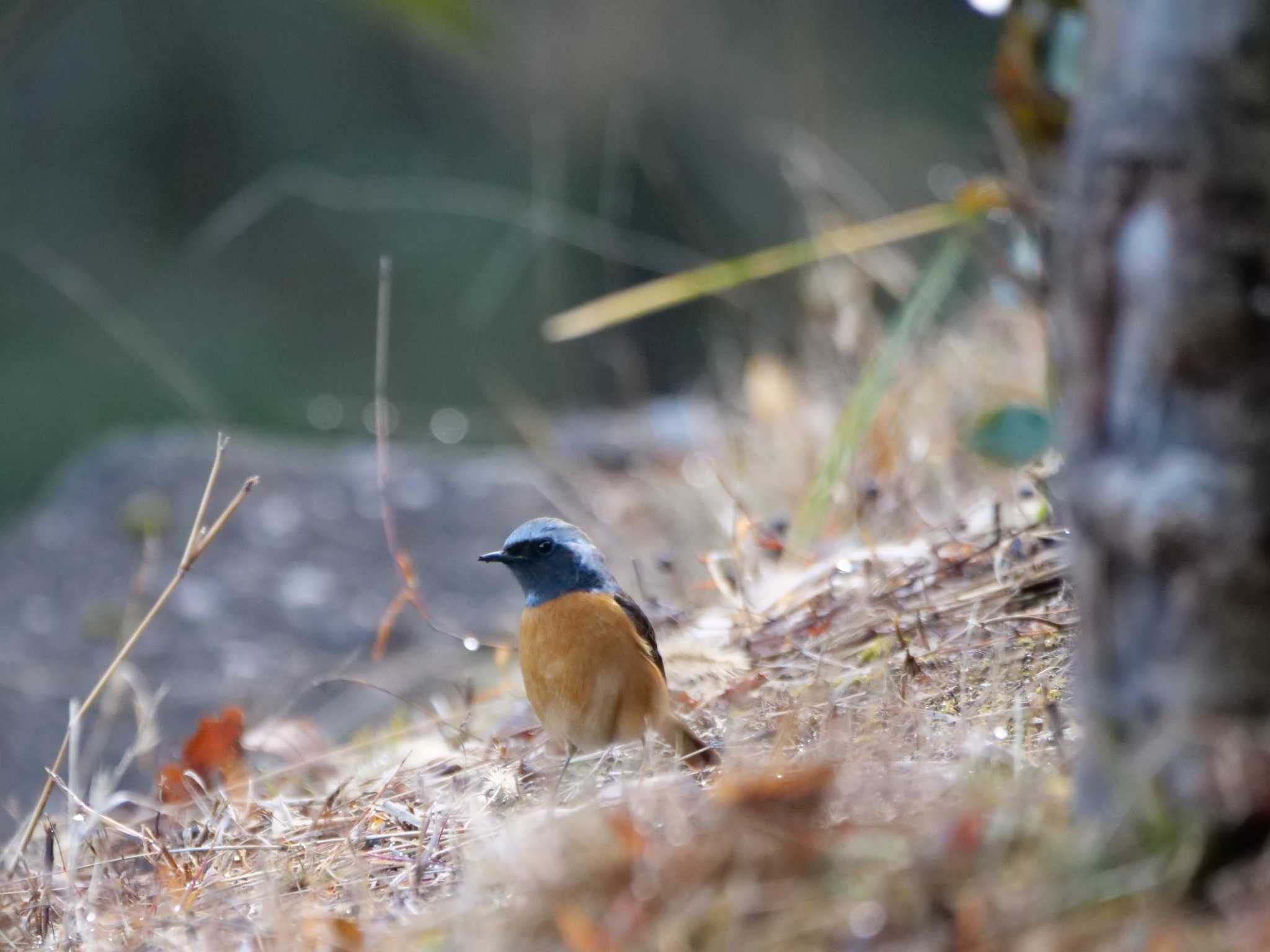 雨上がりの訪問者。　ジョウビタキ3態。　（原画です） by little birds