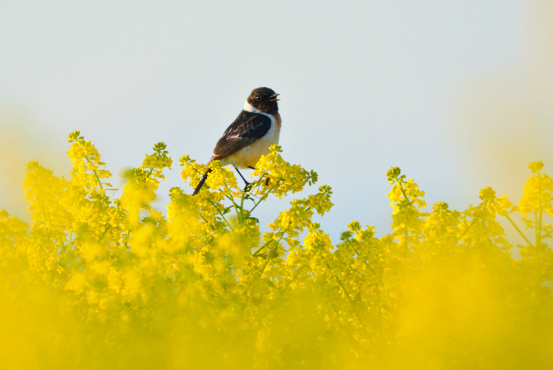 Amur Stonechat