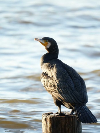 カワウ 佐鳴湖 2024年1月21日(日)