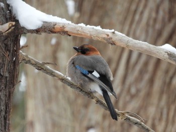 Eurasian Jay(brandtii) Maruyama Park Sun, 1/21/2024