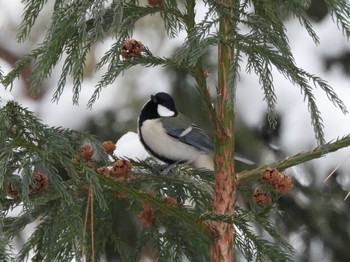 シジュウカラ 円山公園 2024年1月21日(日)