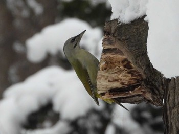 2024年1月21日(日) 円山公園の野鳥観察記録