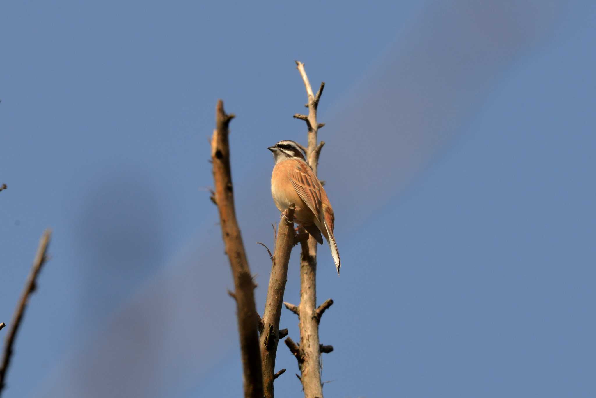 Photo of Meadow Bunting at 加木屋緑地 by ポッちゃんのパパ