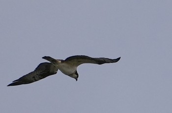 2024年1月21日(日) 淀川河川敷の野鳥観察記録