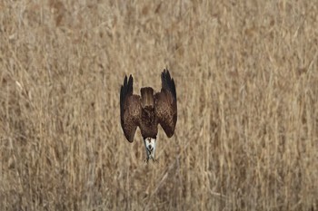 Osprey 愛知県 Fri, 1/19/2024