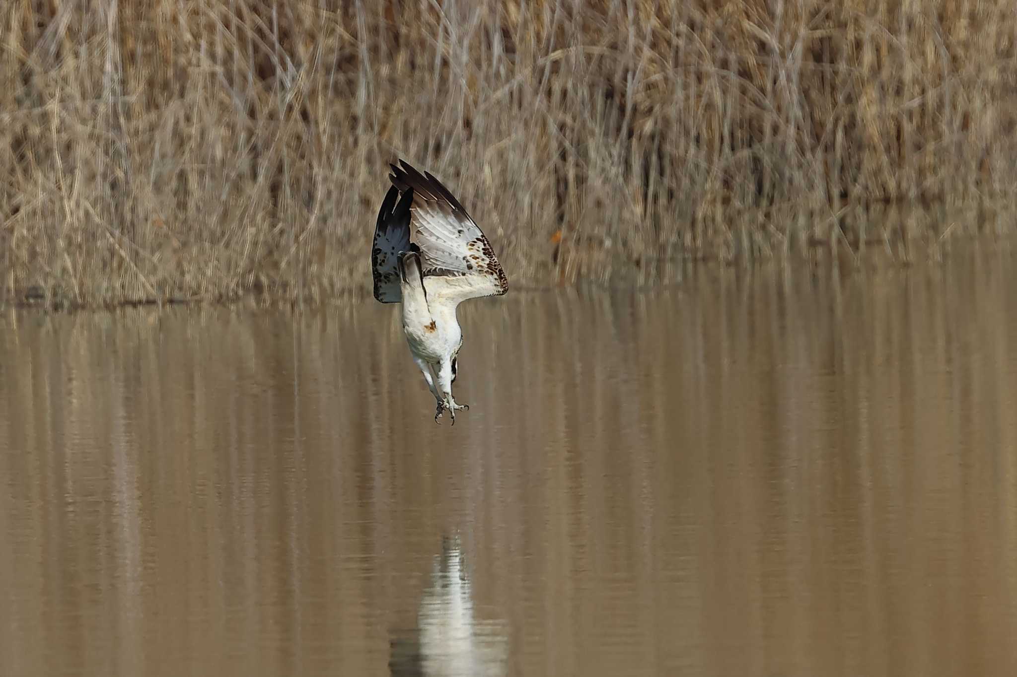 Photo of Osprey at 愛知県 by ma-★kun