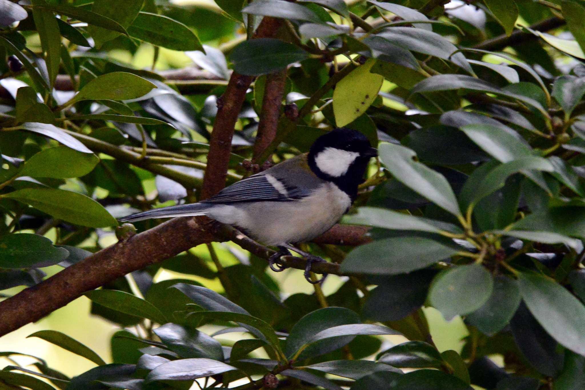 Photo of Japanese Tit at 加木屋緑地 by ポッちゃんのパパ