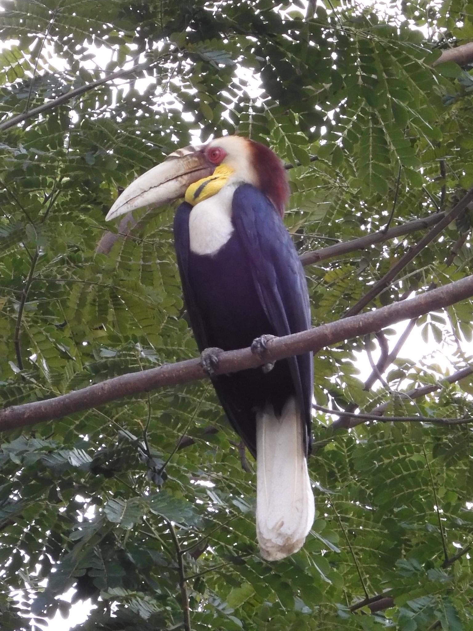 Wat Phnom, Phnom Penh, Cambodia  シワコブサイチョウの写真 by tlvatsko83