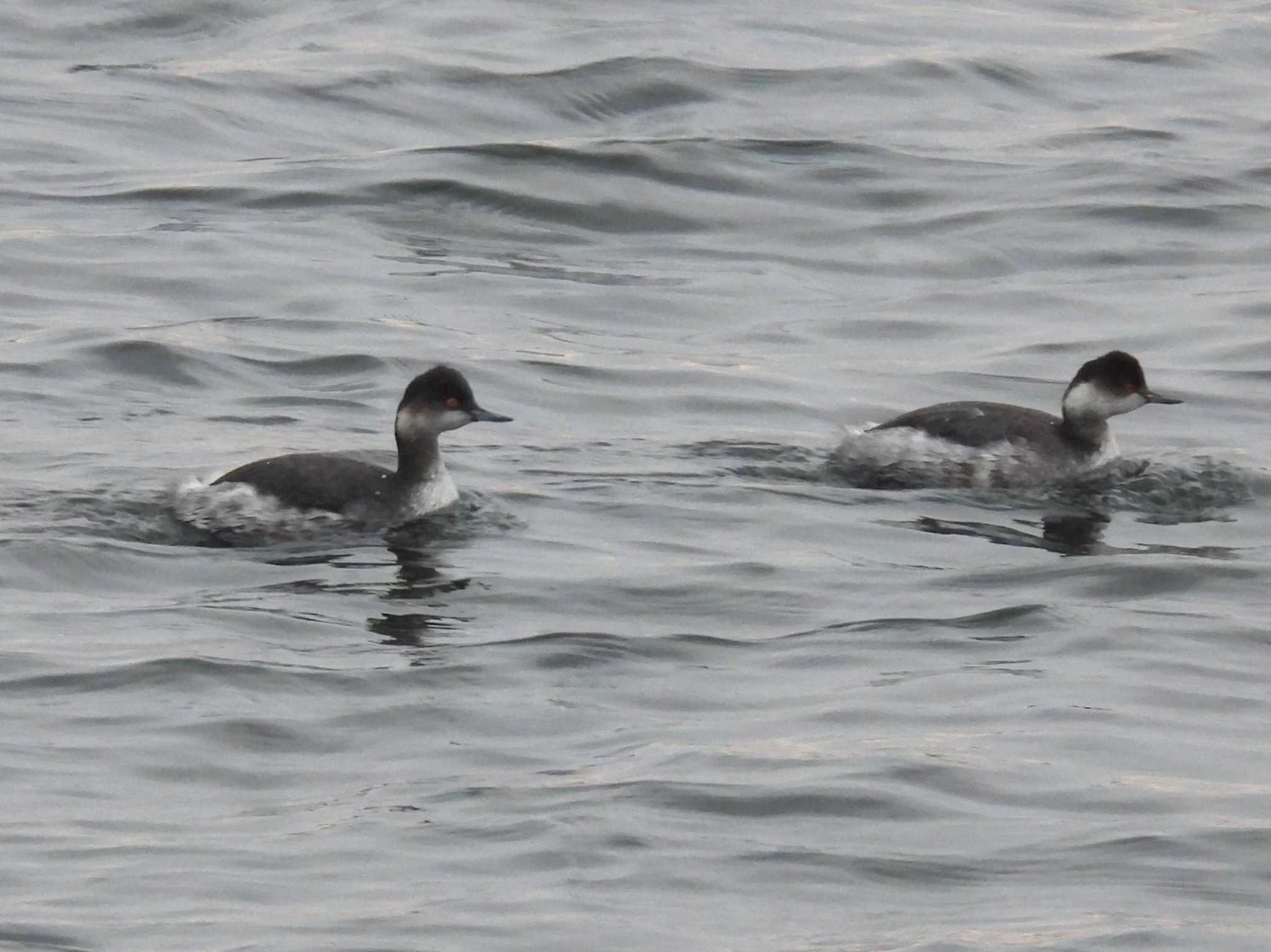 Black-necked Grebe