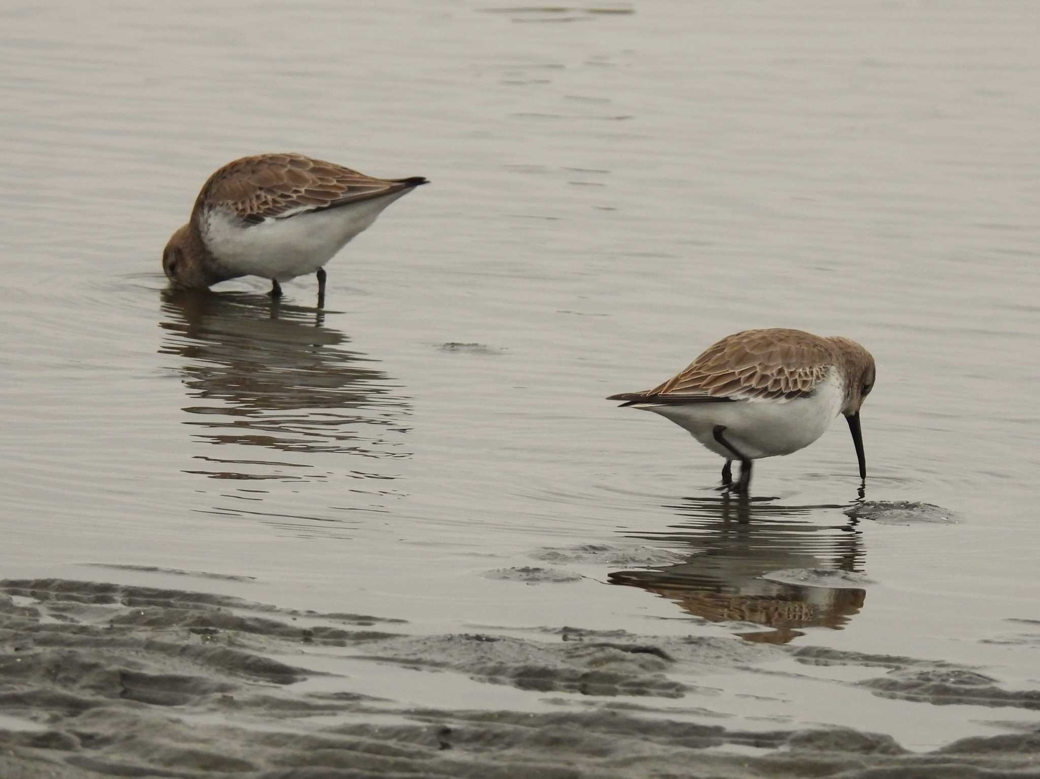 Dunlin