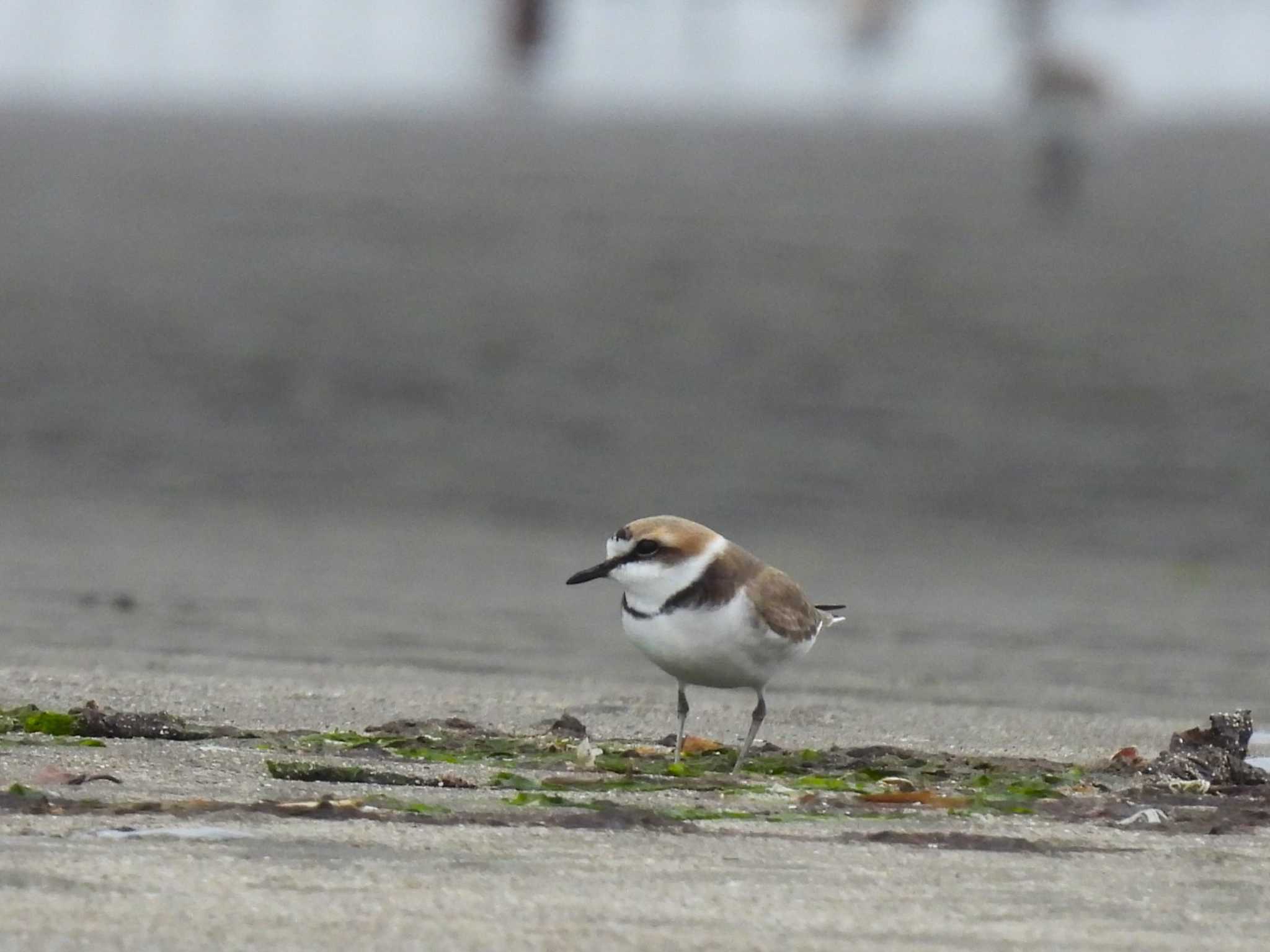 Kentish Plover