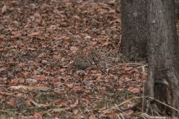 ヤマシギ 舞岡公園 2024年1月13日(土)