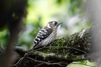 Japanese Pygmy Woodpecker 加木屋緑地 Thu, 3/1/2018