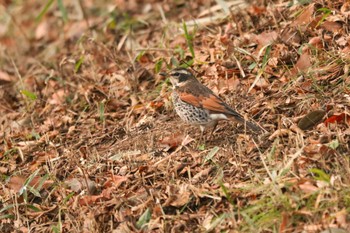 2024年1月13日(土) 舞岡公園の野鳥観察記録