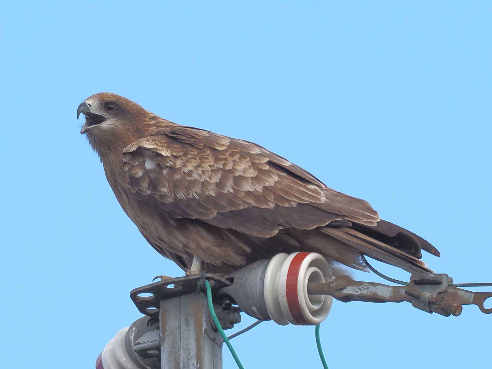 Photo of Black Kite at 国営木曽三川公園138タワーパーク by MaNu猫