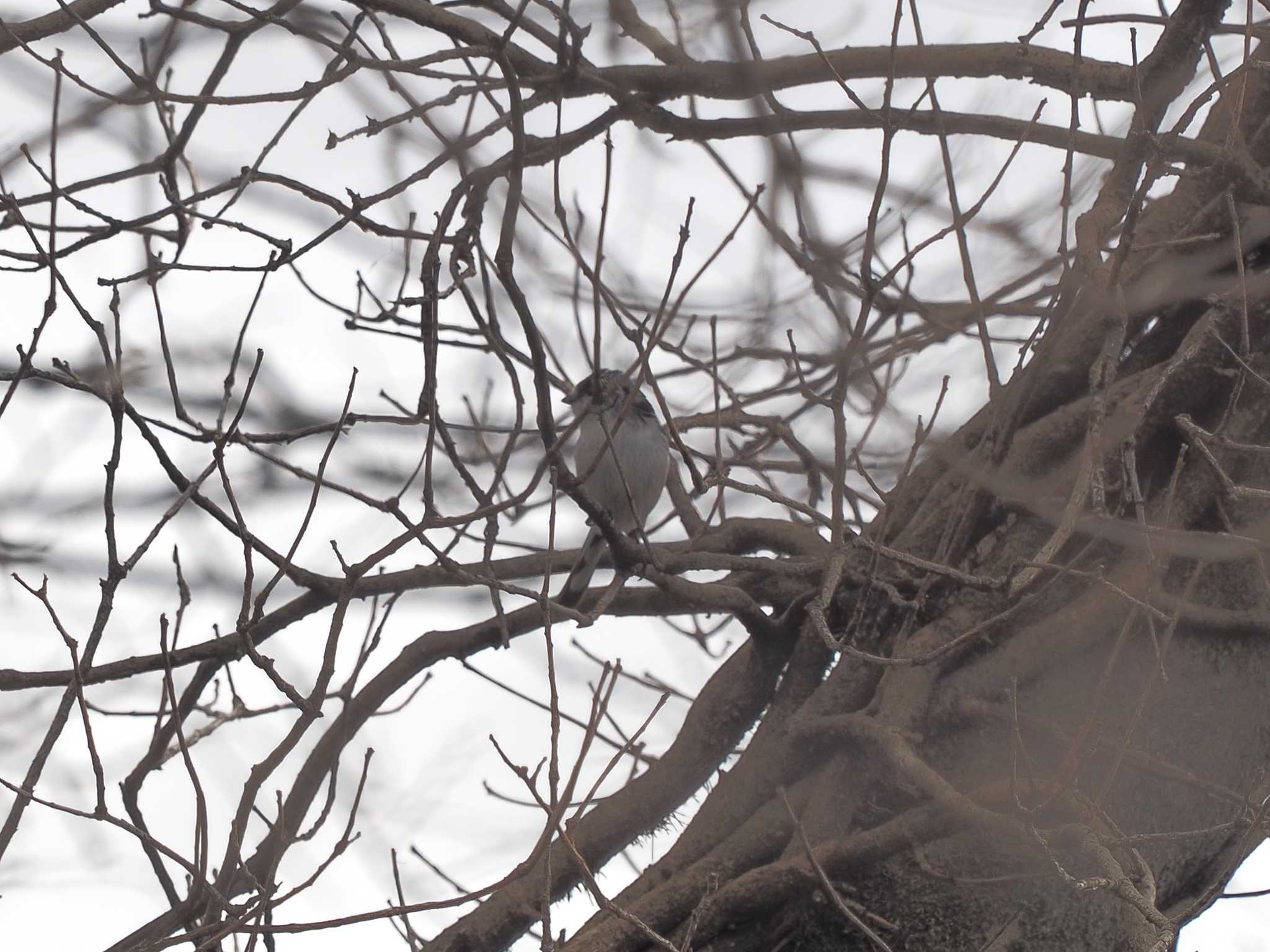 Long-tailed Tit