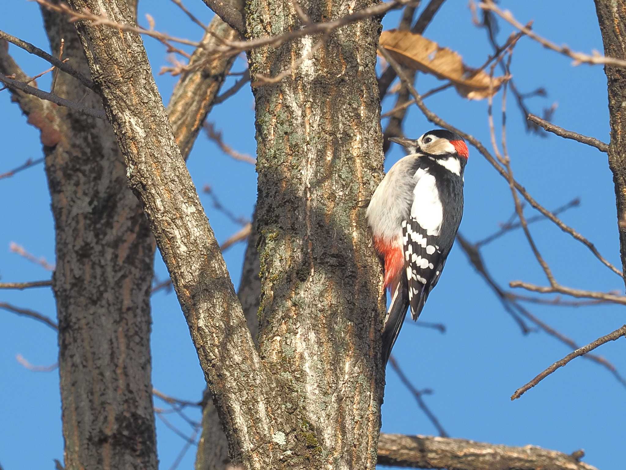 Photo of Great Spotted Woodpecker at 国営木曽三川公園138タワーパーク by MaNu猫