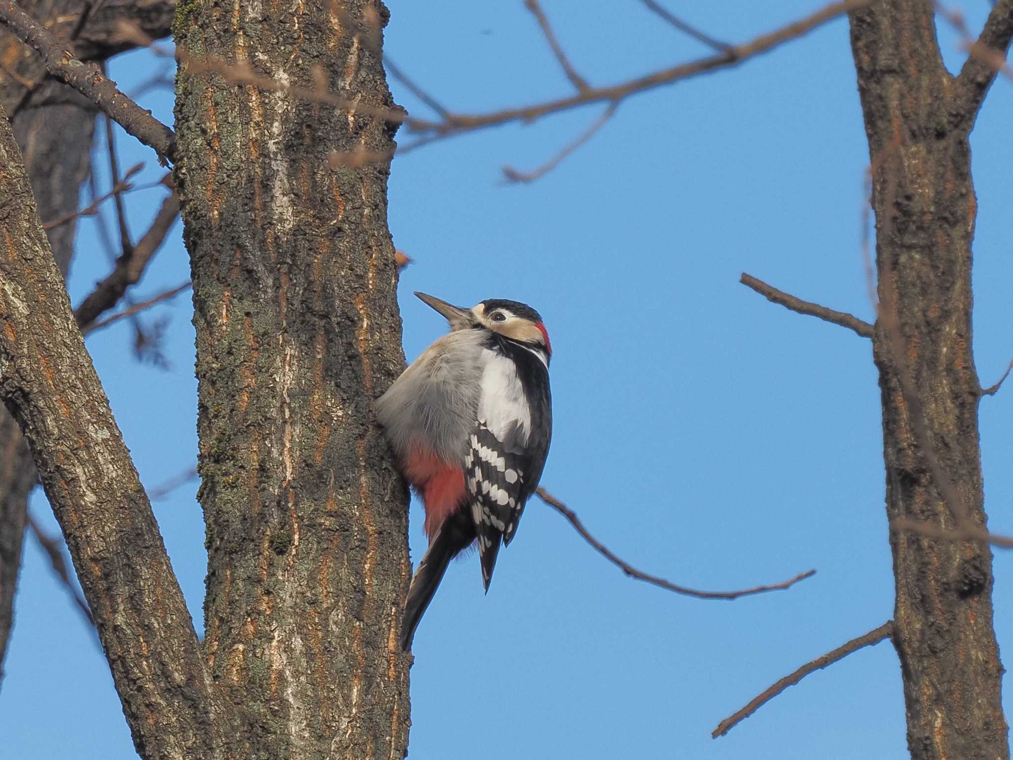 Great Spotted Woodpecker