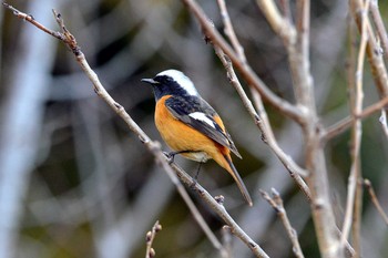 ジョウビタキ 加木屋緑地 2018年3月1日(木)