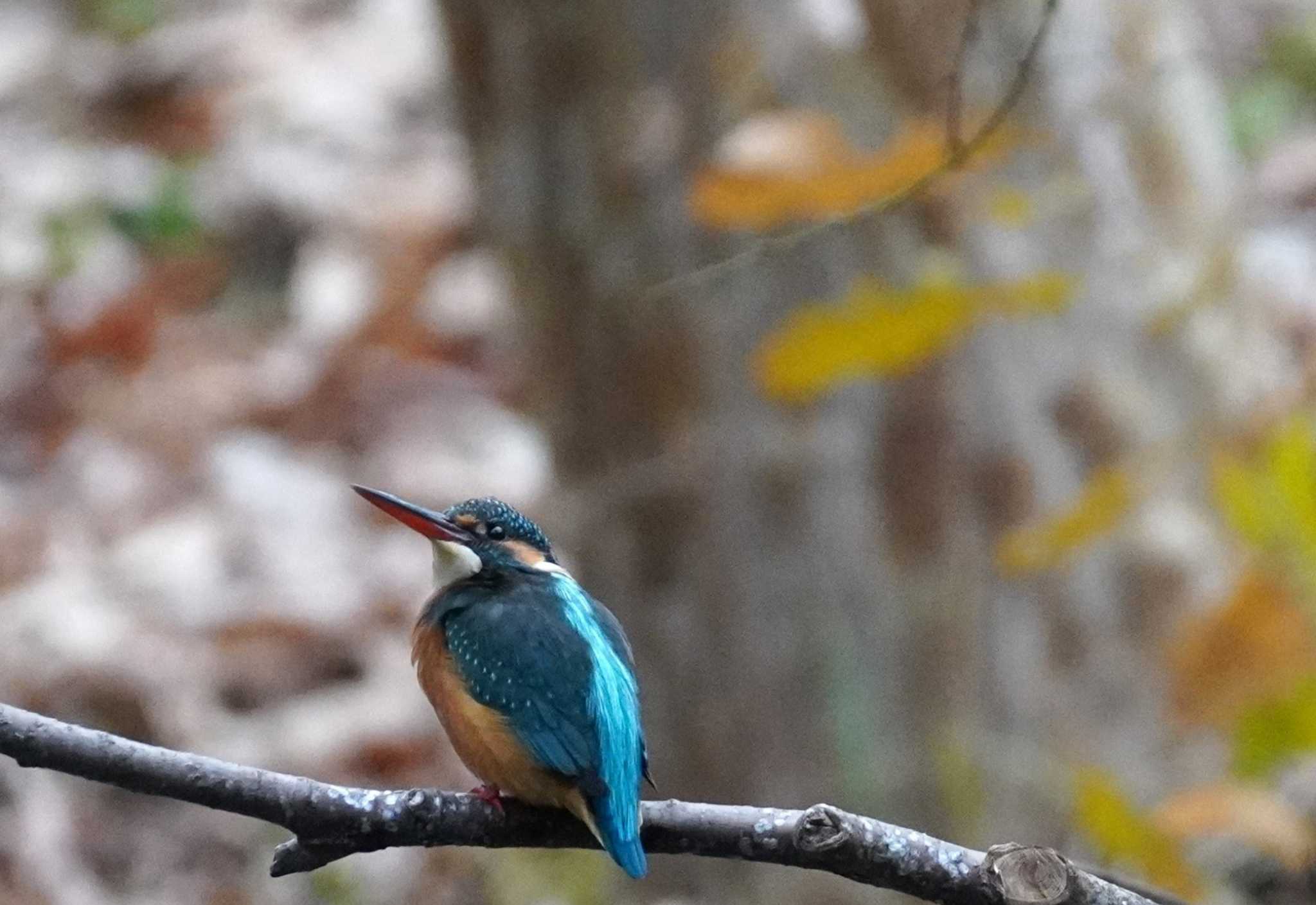 Common Kingfisher