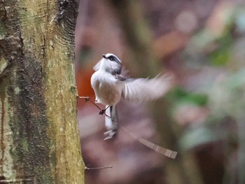 Long-tailed Tit 摩耶山 Sun, 1/21/2024