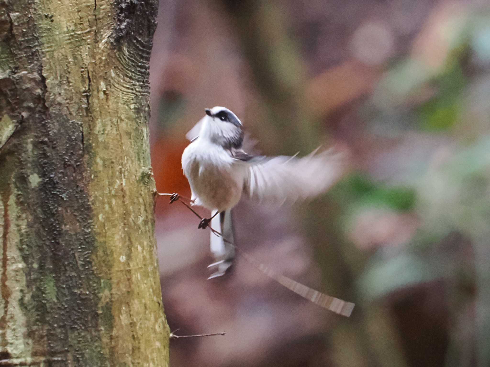 Photo of Long-tailed Tit at 摩耶山 by 摩耶山55