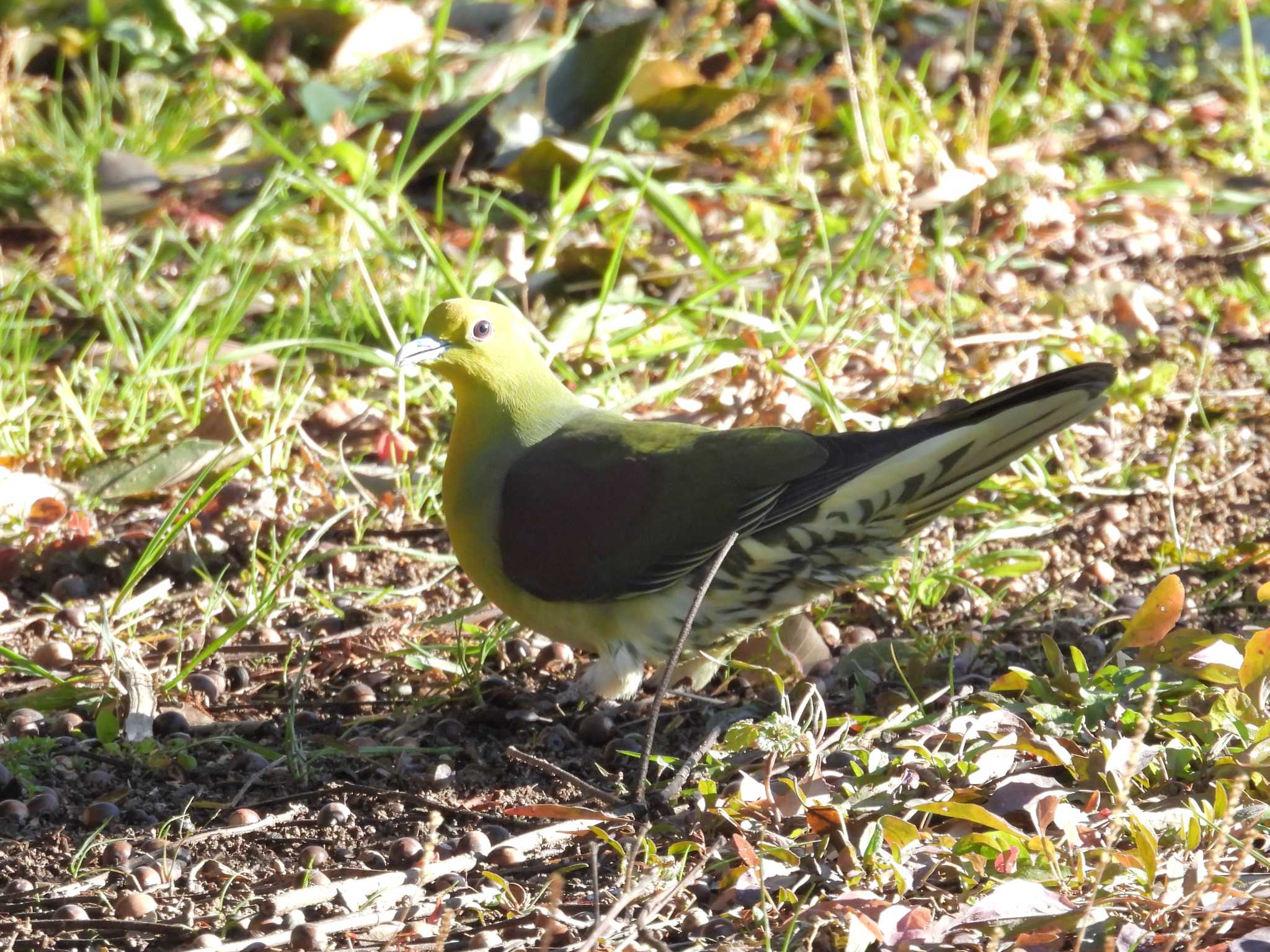 White-bellied Green Pigeon