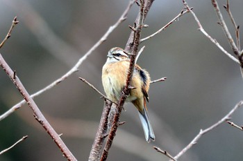 Meadow Bunting 加木屋緑地 Thu, 3/1/2018