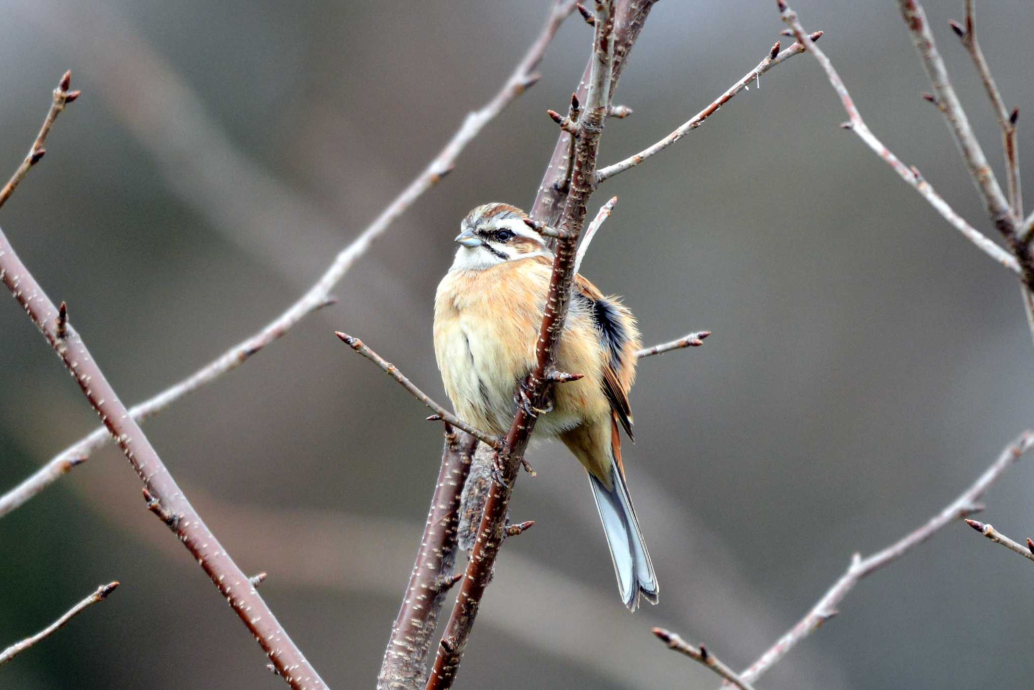 Photo of Meadow Bunting at 加木屋緑地 by ポッちゃんのパパ