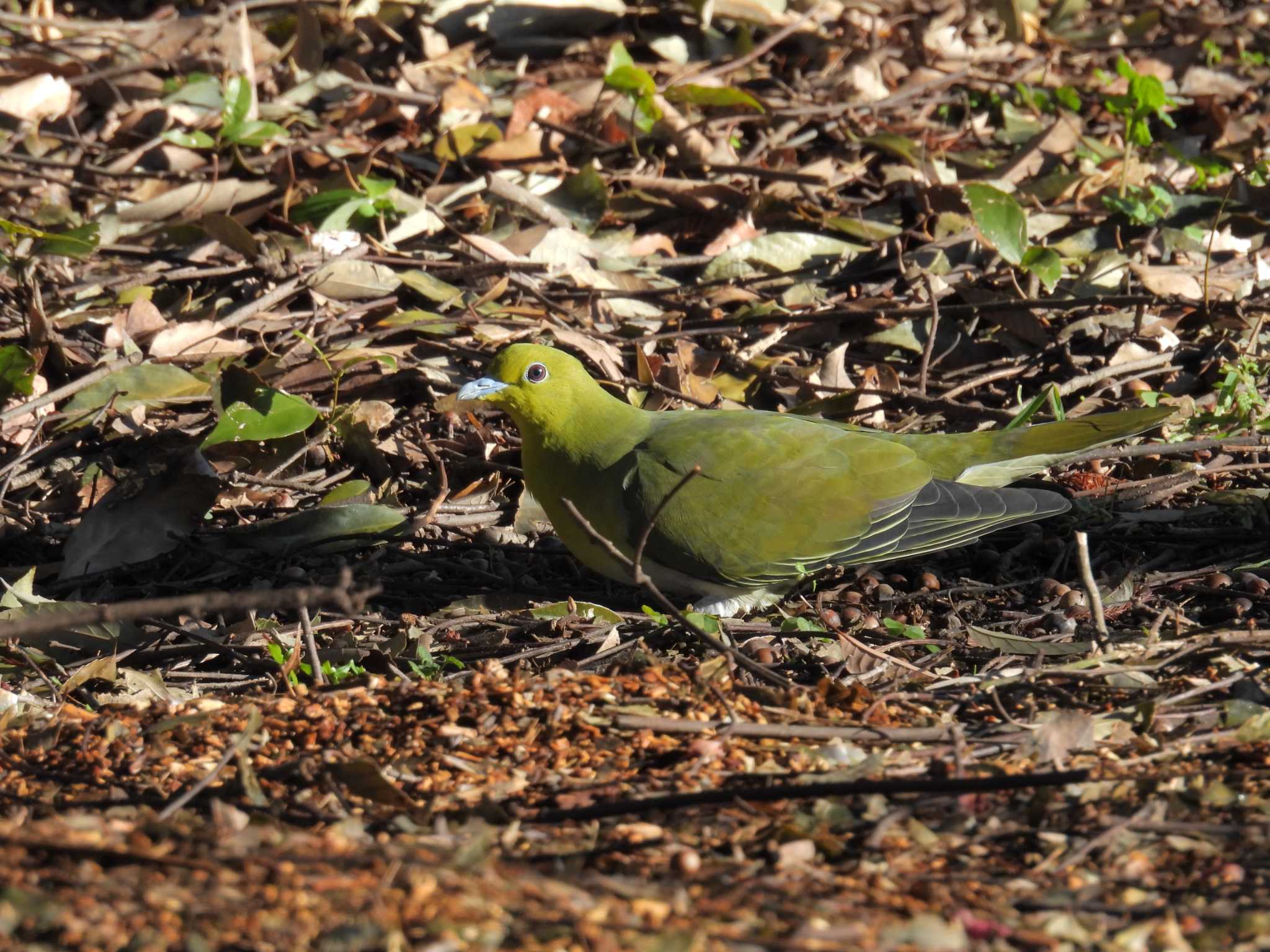 White-bellied Green Pigeon