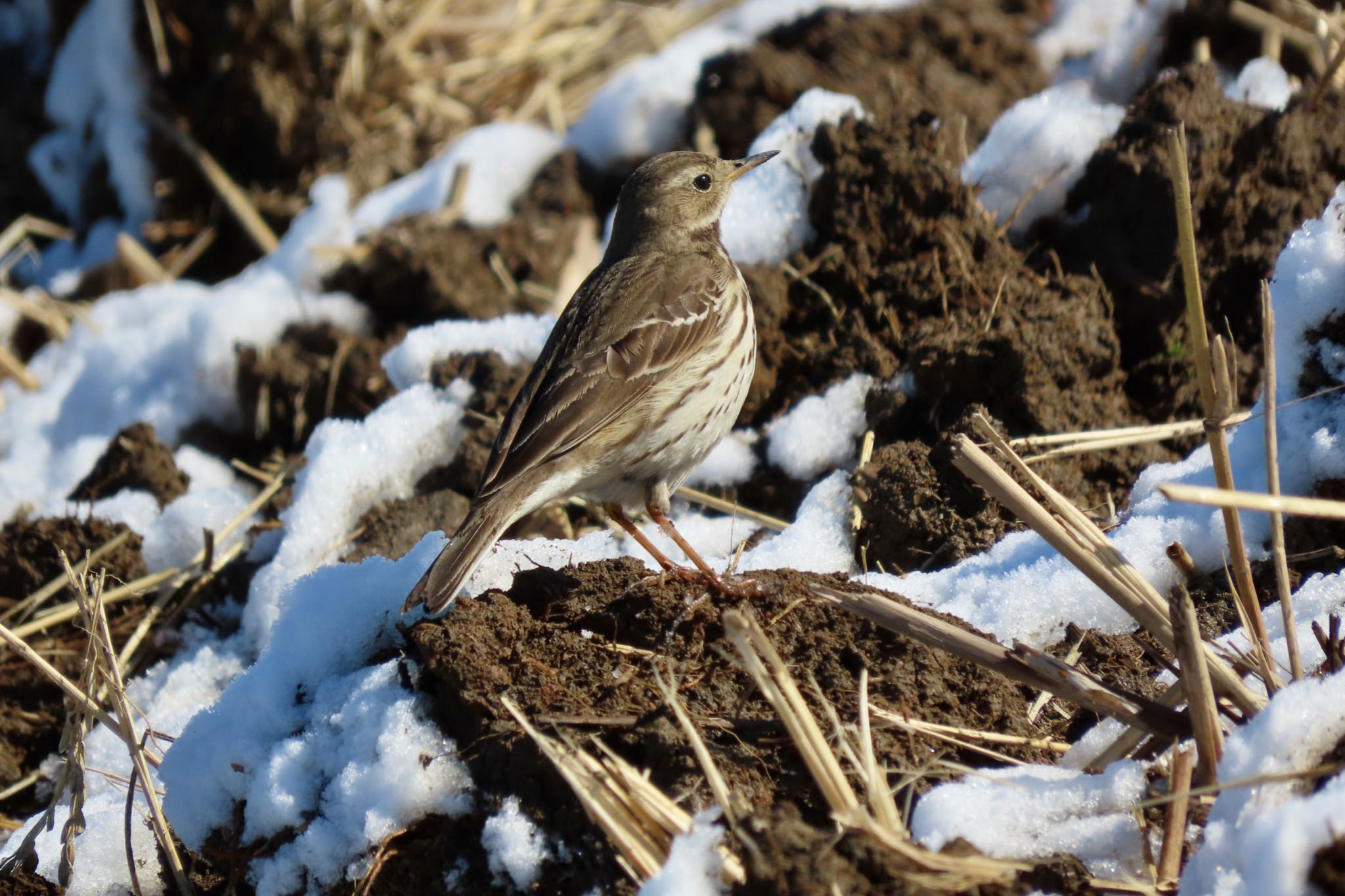 Water Pipit