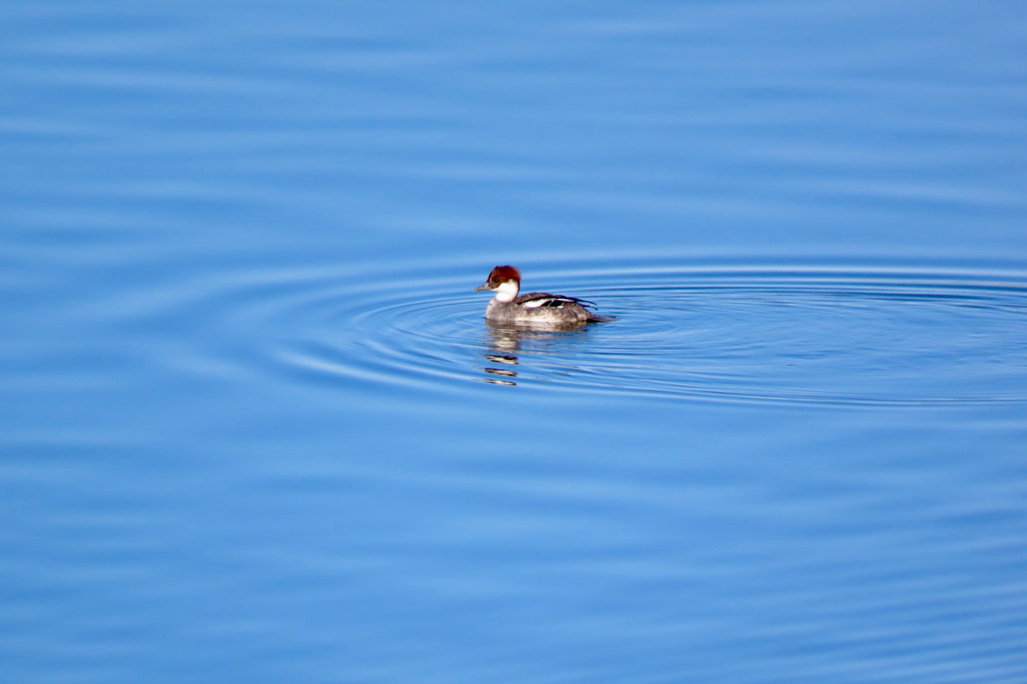 Smew