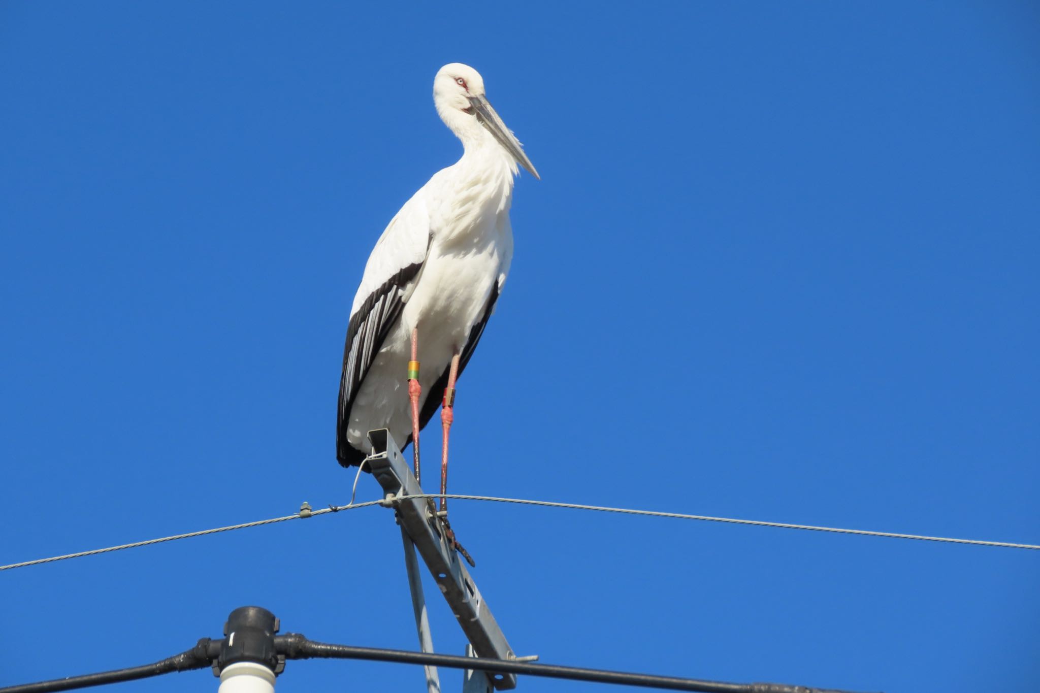 Oriental Stork