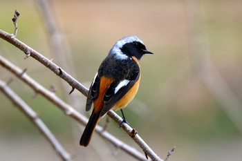 Daurian Redstart 加木屋緑地 Thu, 3/1/2018