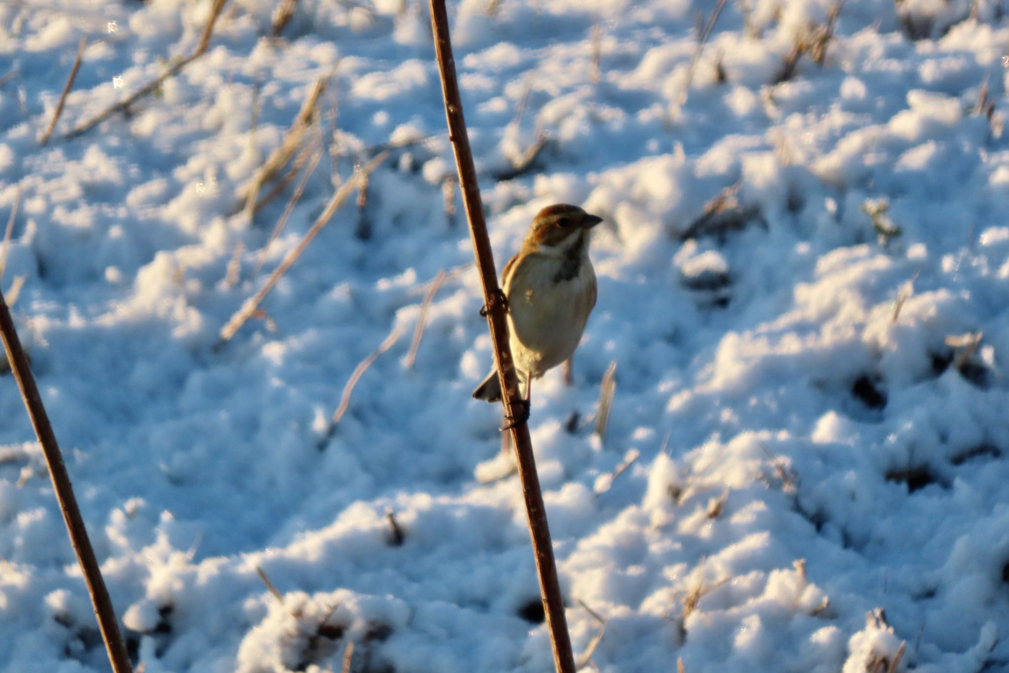 Photo of Common Reed Bunting at Watarase Yusuichi (Wetland) by 中学生探鳥家